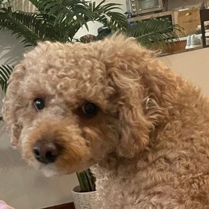 Meet your Posher, Jen